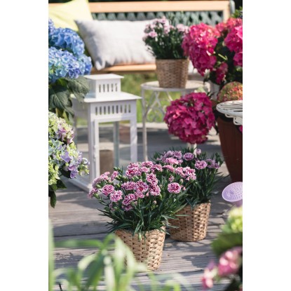 Dianthus "I Love U" višina pribl. 15 - 20 cm Ø lončka pribl. 10,5 cm