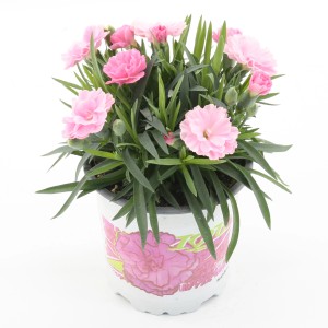 Dianthus "I Love U" višina pribl. 15 - 20 cm Ø lončka pribl. 10,5 cm