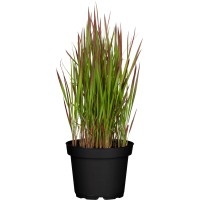 GROW by OBI Japonska krvava trava "Red Baron" Ø lonca 19 cm Imperata