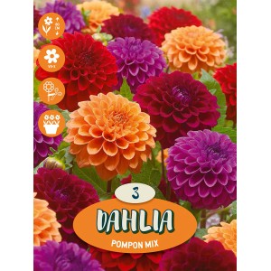 Dalije "Pompon Mischung"