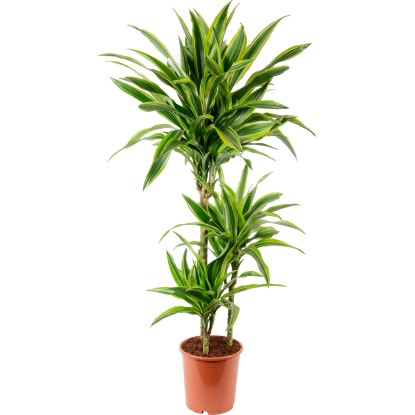 Zmajevka sort. Ø lončka pribl. 19 cm Draecaena