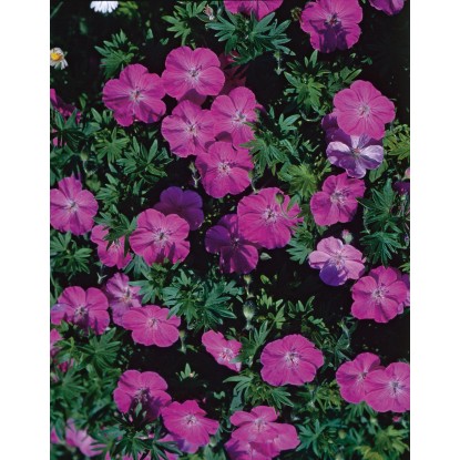 OBI Krvavordeča krvomočnica rdeča Ø lonca pribl. 9 cm x 9 cm Geranium