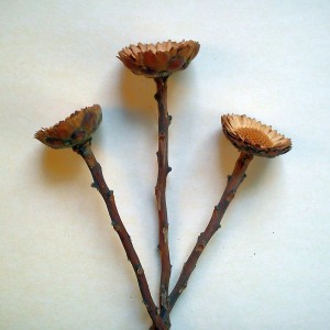 Okrasna roža Protea Repens naravna 3 kosi