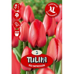 Čebulnica Tulipa Darwin Red Impression