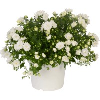 Zvončica Like Mee bela Ø lonca pribl. 17 cm Campanula