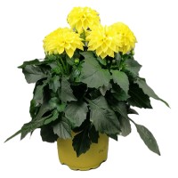 Dalija "Dahlietta" v več barvah višine približno 25-30 cm Ø lončka 12 cm Dahlia