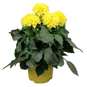 Dalija "Dahlietta" v več barvah višine približno 25-30 cm Ø lončka 12 cm Dahlia