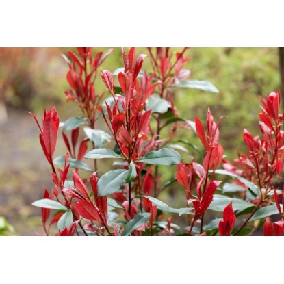 OBI Japonska trdoleska "Benkomasaki Erecta" višina 50-60 cm lonec 10 l