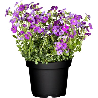 OBI Avbrecija "Royal Blue" modra Ø lonca pribl. 9 cm x 9 cm Aubrieta
