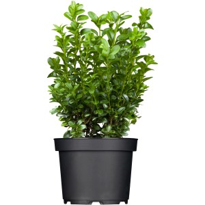 Pušpan višina pribl. 20-30 cm Loček prib. 1 l Buxus