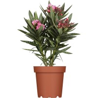 OBI Oleander grm Ø lonca ca. 20 cm Nerium oleander