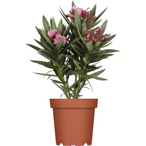 OBI Oleander grm Ø lonca ca. 20 cm Nerium oleander