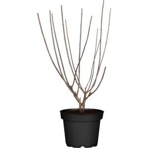 Latasta hortenzija Magical Candle Višina 40 - 60 cm Lonec pribl. 5 l Hydrangea