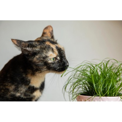 Ciprska trava "Mačja trava" Ø lončka pribl. 12 cm Cyperus zumula