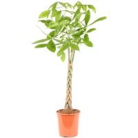 Vodna pahira pleteno deblo višina 120–130 cm Ø lonca 24 cm Pachira