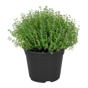 Timijan različne vrste