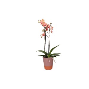 Orhideja Phalaenopsis "Jena" v keramični posodi visoka 40-45 cm Ø lonca 12 cm