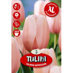 Čebulnica Tulipa Darwin Salmon Impression
