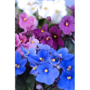 Afriška vijolica (Saintpaulia ionantha) višina 15 - 20 cm Ø 12 cm