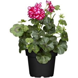 Viseča geranija Ø lončka pribl. 12 cm Pelargonium