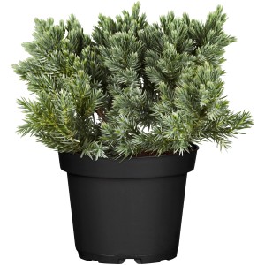OBI Pritlikavi brin "Blue Star" modra višina 10-20 cm lonec 2 l Juniperus