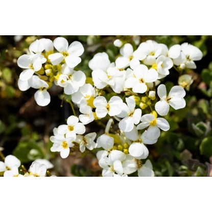 OBI Kavkaški repnjak "Schneehaube" bel Ø lonca pribl. 9 cm x 9 cm Arabis