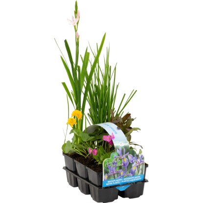 OBI Vodne rastline 6 v kompletu Ø lonca pribl. 9 cm cvetoče