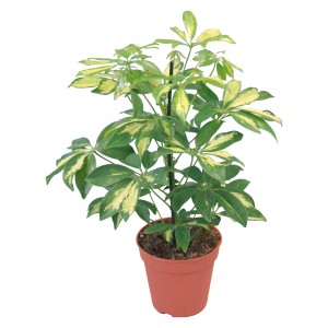 GROW by OBI Drevesasta šeflera "Gerda" Ø cvetličnega lončka 14 cm