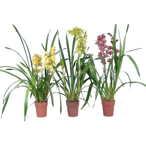 Orhideja Cymbidium Ø lončka pribl. 14 cm