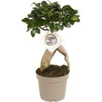 Bonsaj "fikus Ginseng" višina pribl. 30 - 35 cm Ø lončka pribl. 12 cm