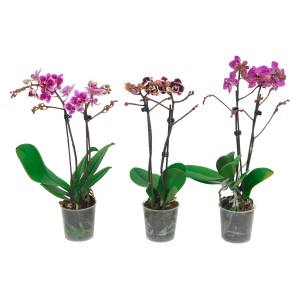 Metuljasta orhideja multiflora "Spotty" 2 cvetna poganjka Phalaenopsis