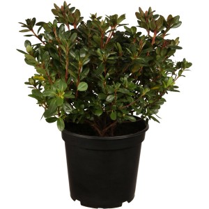 OBI Japonska azaleja "Maruschka" rdeča višina 5-10 cm lonec 2 l azaleja