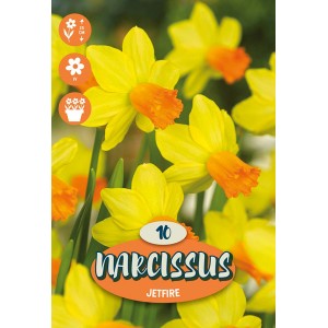 Čebulnica "Narcissus Jetfire" 10 kosov rumena