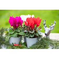 Perzijska ciklama tri rastline višina 20-30 cm Ø lončka 13 cm Cyclamen persicum