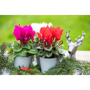 Perzijska ciklama tri rastline višina 20-30 cm Ø lončka 13 cm Cyclamen persicum