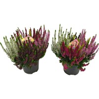 Jesenska vresa "Beauty Lady High Five" petbarvna Ø lončka 17 cm Calluna vulgaris