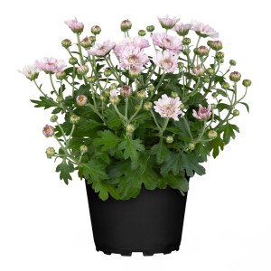 Indijska krizantema Ø lončka pribl. 11 cm Chrysanthemum