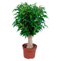 GROW by OBI Fikus "Deblo z juto", Ø lončka pribl. 12 cm, Ficus benjamina