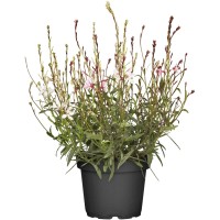 OBI Vrtna gavra Ø lonca pribl. 13 cm Gaura