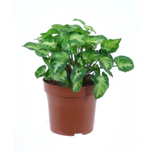 GROW by OBI Oslovska glava Arrow višine 20 - 25 cm Lonček Ø pribl. 12 cm