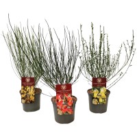 Cytisus različne sorte višina cca. 20-30 cm lonec cca. 2 l