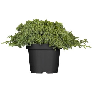 OBI Plazeči brin "Nana" višina pribl. 5-10 cm lonec pribl. 2 l Juniperus