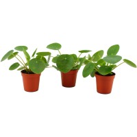 Poprovkasta pileja v ločku premera Ø pribl. 5,5 cm Pilea peperomioides