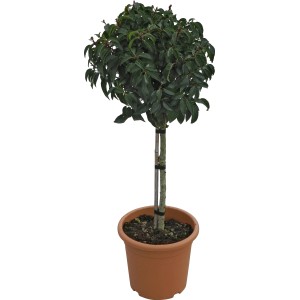 OBI Portugalski lovorikovec "Angustifolia" višina 65 cm lonec 9 l Prunus