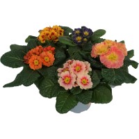 GROW by OBI Trobentica posebne sorte Ø lončka pribl. 10,5 cm Primula acaulis