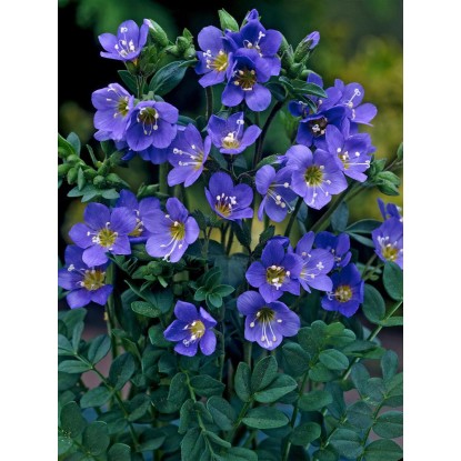 OBI Jesenovka "Blue Pearl" modra Ø lonca pribl. 9 cm x 9 cm Polemonium