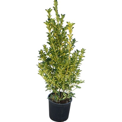 OBI Japonske trdoleske različnih vrst višina pribl. 50–60 cm lonec pribl. 10 l