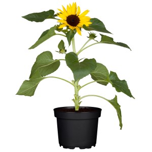 Sončnica, rumena, Ø lončka pribl. 12 cm, Helianthus