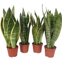 GROW by OBI Taščin jezik Hahnii več vrst 30 - 35 cm Ø lončka 9 cm