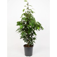 GROW by OBI Fikus benjamin višina pribl. 95-105 cm Ø lončka pribl. 21 cm